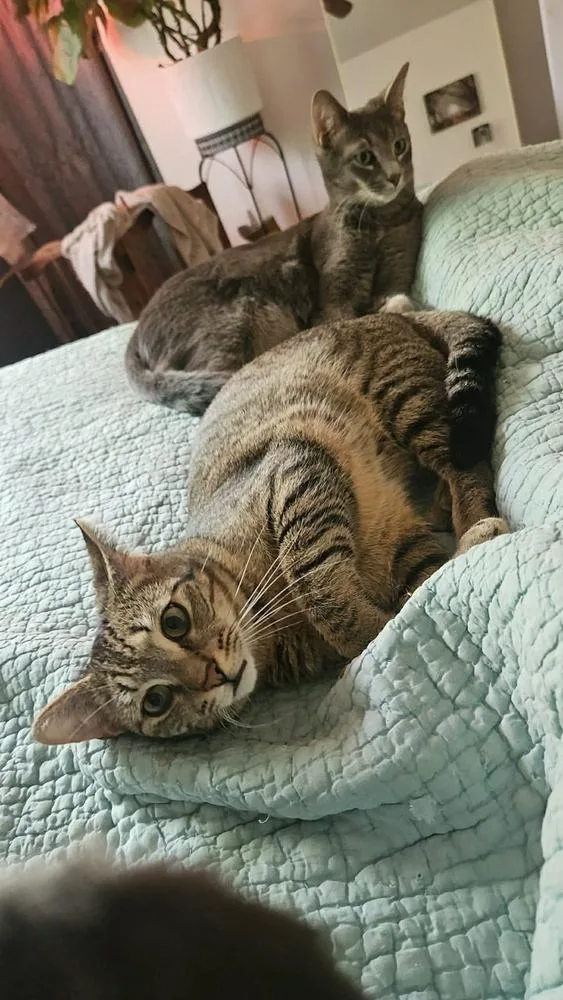 An adult small-sized female Gray / Blue / Silver American Shorthair cat named Zara for adoption in Salisbury, NC