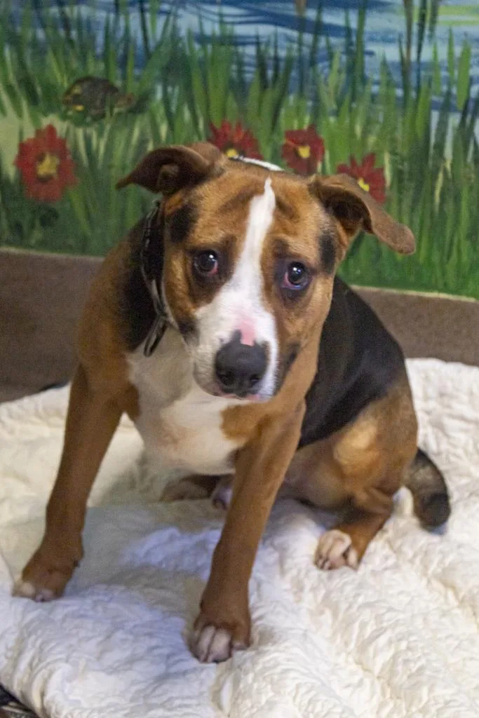 A young medium-sized male Mixed Breed dog named Rupaw for adoption in Florence, SC