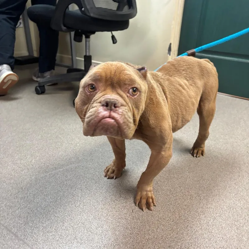 A senior medium-sized male Brown / Chocolate English Bulldog dog named Name Unknown for adoption in Pasadena, CA