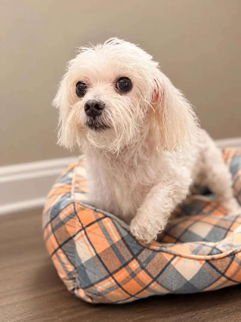 An adult small-sized male Maltese dog named Fluffy for adoption in Raleigh, NC