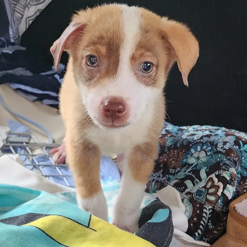 A baby small-sized male Brown / Chocolate Mixed Breed dog named Salem for adoption in Charleston, WV