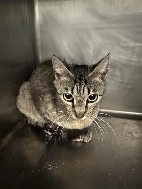 A young small-sized female Domestic Short Hair cat named Heather for adoption in Santa Cruz, CA