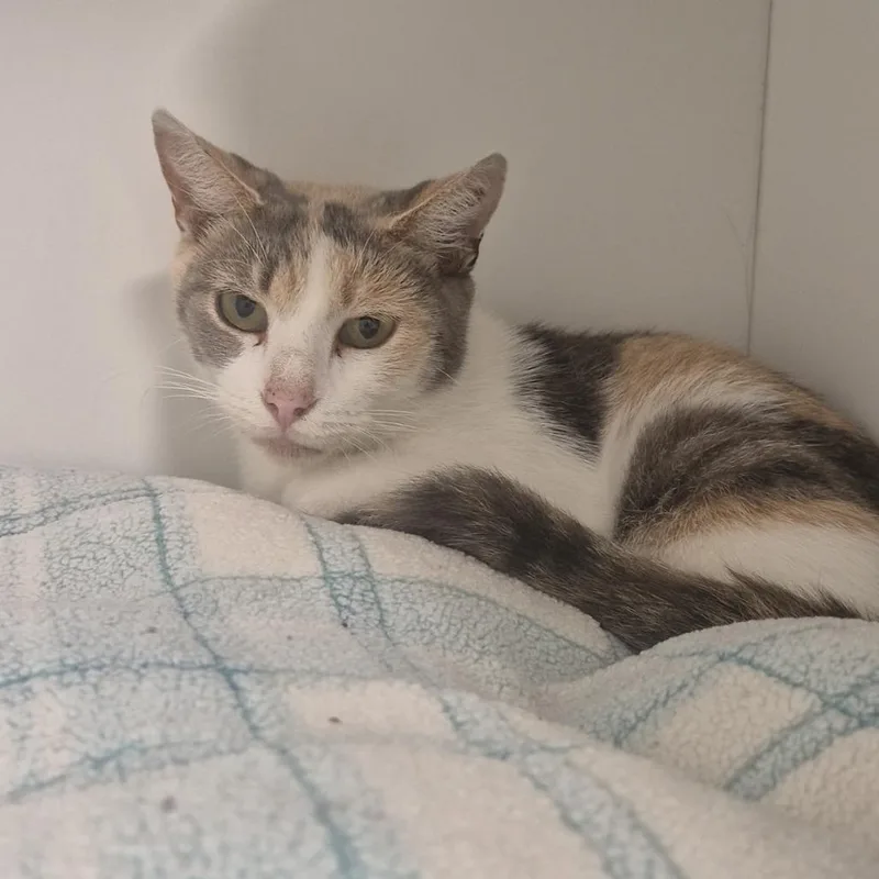 A senior small-sized female White Domestic Short Hair cat named Daffodil for adoption in Jasper, IN