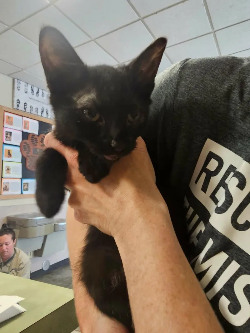 A young medium-sized female Black Domestic Short Hair cat named Coconut for adoption in Rockwall, TX