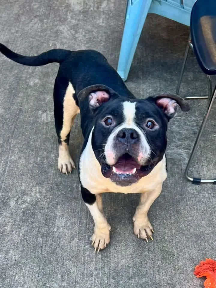 An adult medium-sized male Black Pit Bull Terrier dog named Marcello for adoption in Chicago, IL