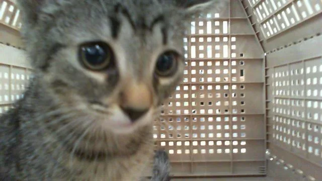 A baby small-sized female Domestic Short Hair cat named Baby Cat for adoption in Charlotte, NC
