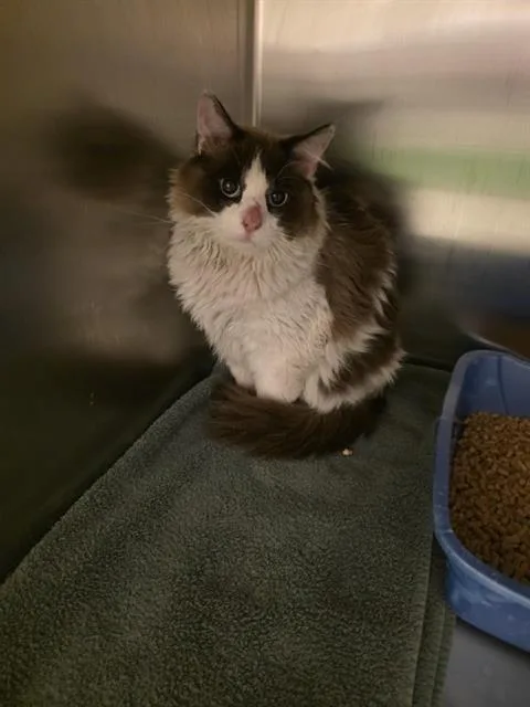 A young medium-sized male Snowshoe cat named Talkin Tom for adoption in West Valley City, UT