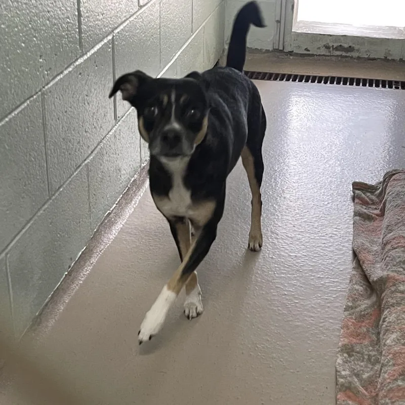 An adult small-sized female Black Mixed Breed dog named Kayla for adoption in Newark, NJ