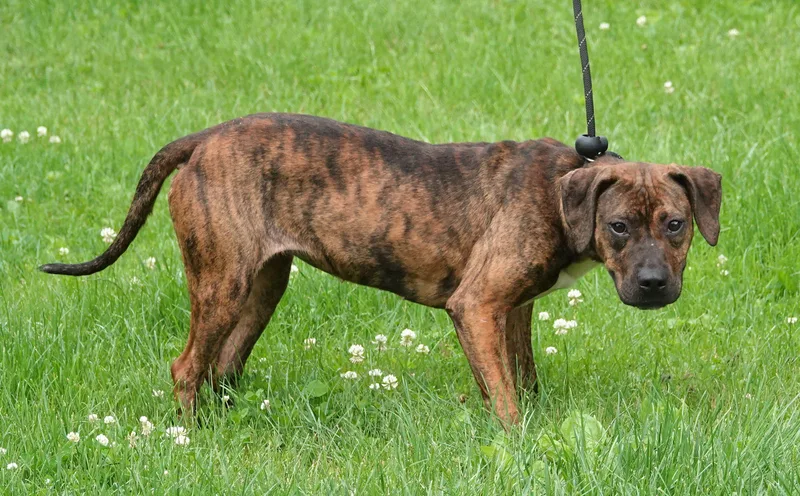 An adult medium-sized female Brindle Mixed Breed dog named Maggie for adoption in Millfield, OH
