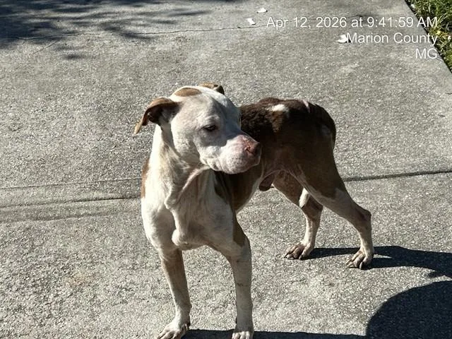 An adult medium-sized male Mixed Breed dog named Bitters for adoption in Ocala, FL