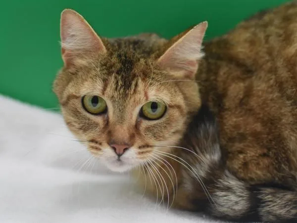 An adult small-sized female Domestic Short Hair cat named Mavis Beacon for adoption in Portland, OR