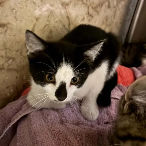A baby small-sized male Black Domestic Short Hair cat named Zuko for adoption in Sioux Falls, SD