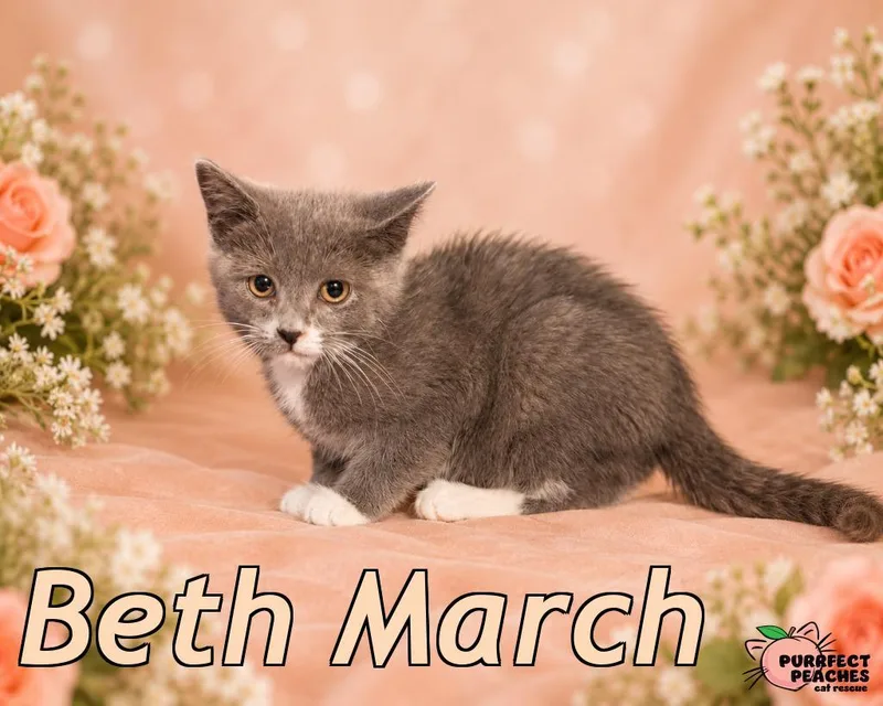 A baby medium-sized female Domestic Short Hair cat named Beth March for adoption in Douglasville, GA