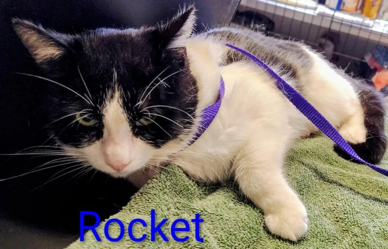 A young small-sized male Domestic Medium Hair cat named Rocket for adoption in Mena, AR
