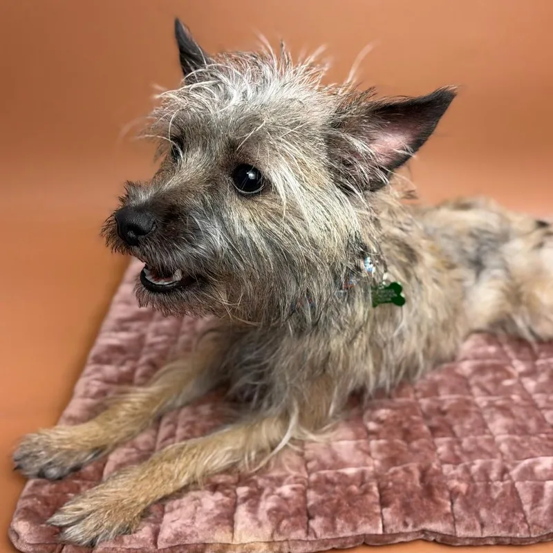 A young small-sized male Gray / Blue / Silver Yorkshire Terrier dog named Floyd for adoption in San Antonio, TX