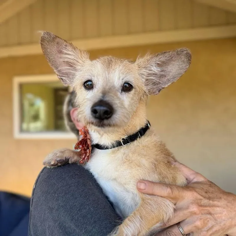 A senior small-sized female Brown / Chocolate Chihuahua dog named Paloma for adoption in Ramona, CA