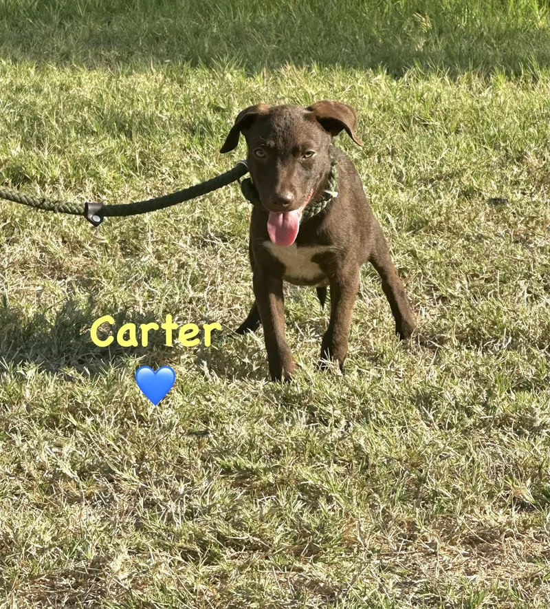A young medium-sized male Labrador Retriever dog named Carter for adoption in Brenham, TX