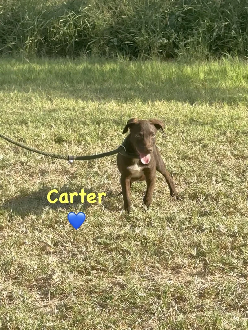 Carter thumbnail 2