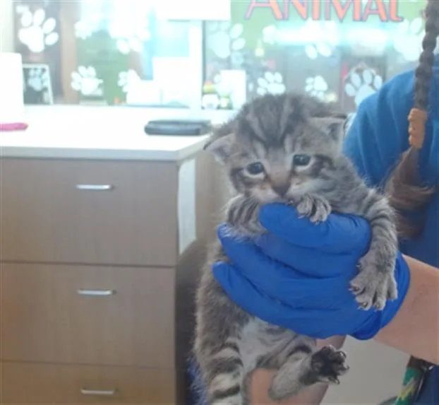 A baby small-sized male Domestic Short Hair cat named Chicago for adoption in Louisville, KY