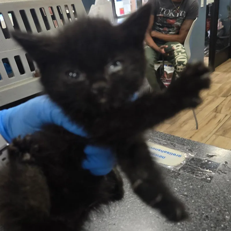A baby small-sized female Black Domestic Short Hair cat named Commander Whiskers for adoption in Newark, NJ