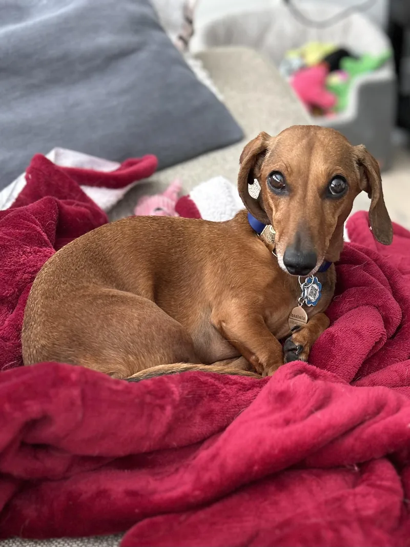 A young small-sized female Dachshund dog named Isabella for adoption in Cookeville, TN