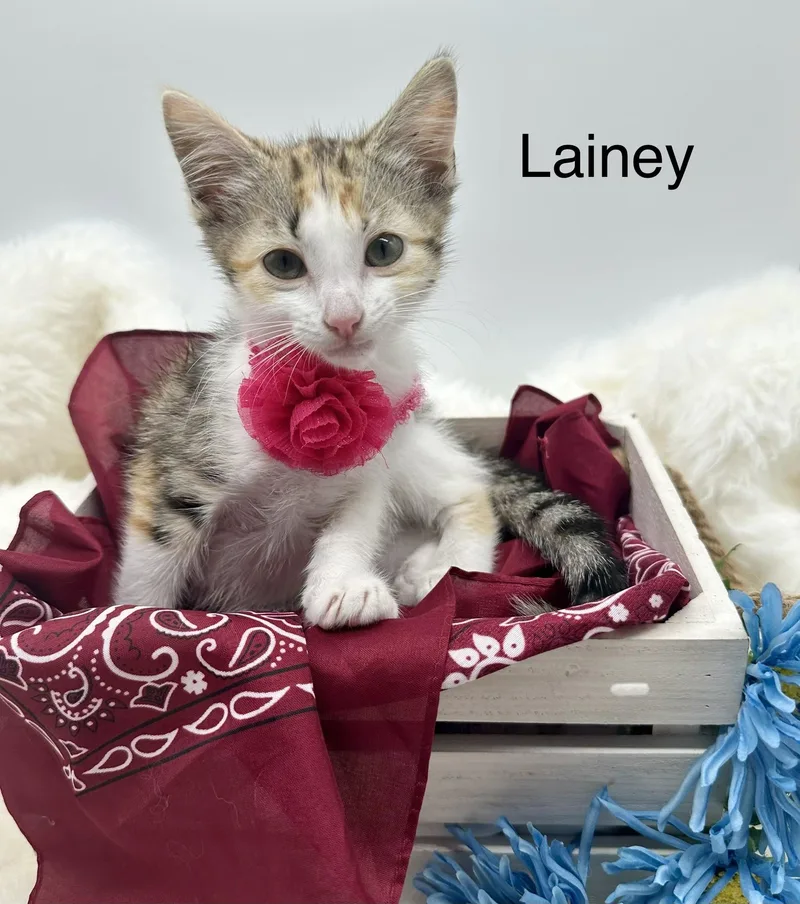 A baby medium-sized female Calico Domestic Short Hair cat named Lainey for adoption in HUNTINGTON BEACH, CA