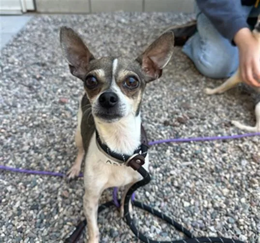 An adult small-sized male Chihuahua dog named Scrappy for adoption in Mesa, AZ