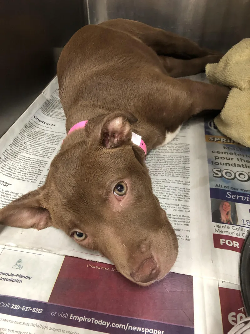 A baby medium-sized female Brown / Chocolate Labrador Retriever dog named Denali for adoption in Parma, OH