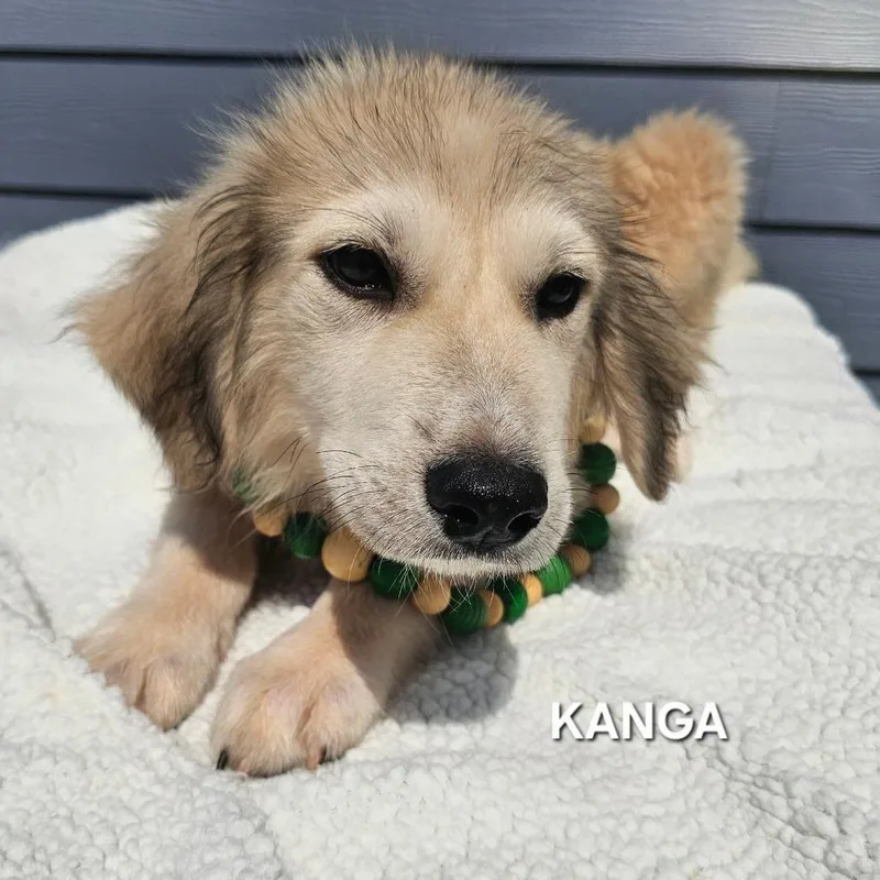 A baby small-sized female White / Cream Great Pyrenees dog named Kanga for adoption in Madisonville, TN