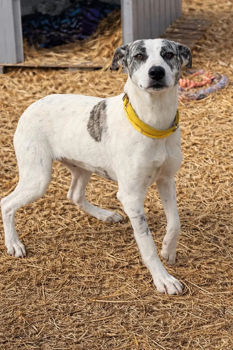 An adult medium-sized female Mixed Breed dog named Brier Rose for adoption in Whitney, TX