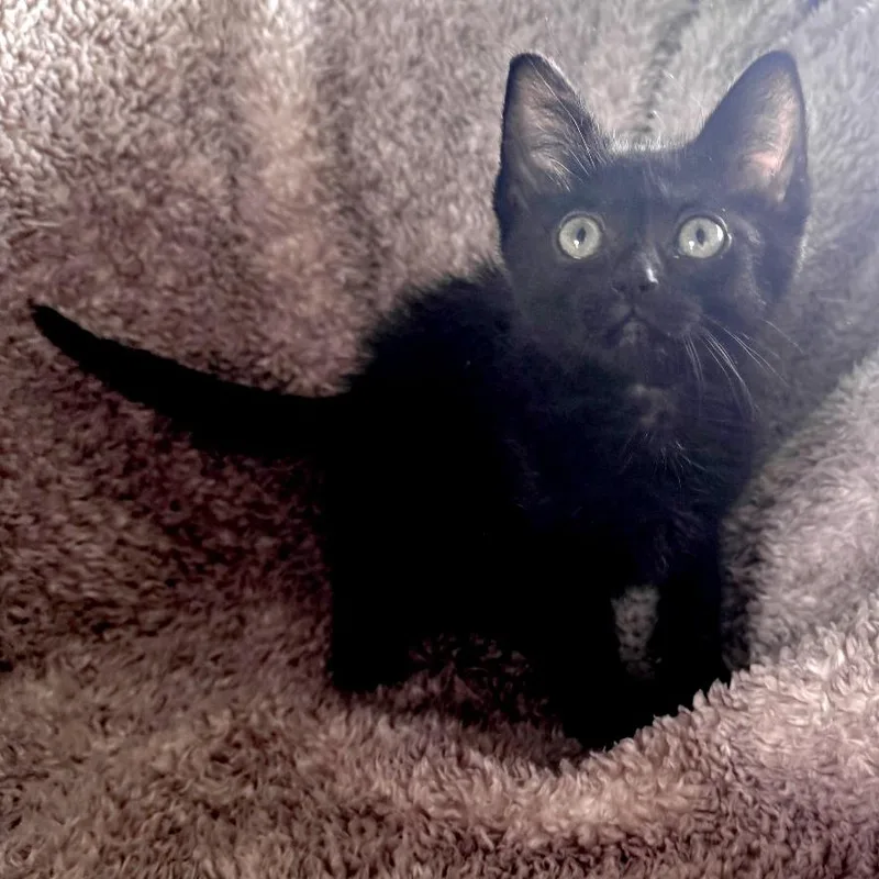 A baby small-sized female Black Domestic Short Hair cat named Fawn for adoption in Wichita, KS