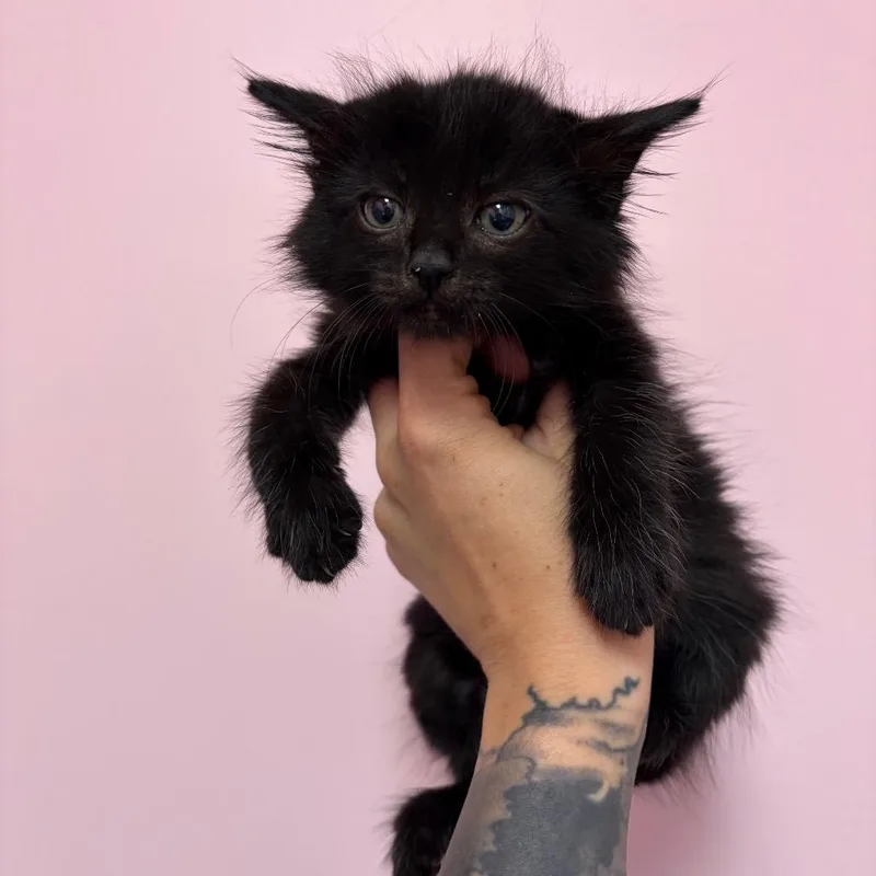 A baby small-sized male Domestic Long Hair cat named Basil for adoption in Webster, TX