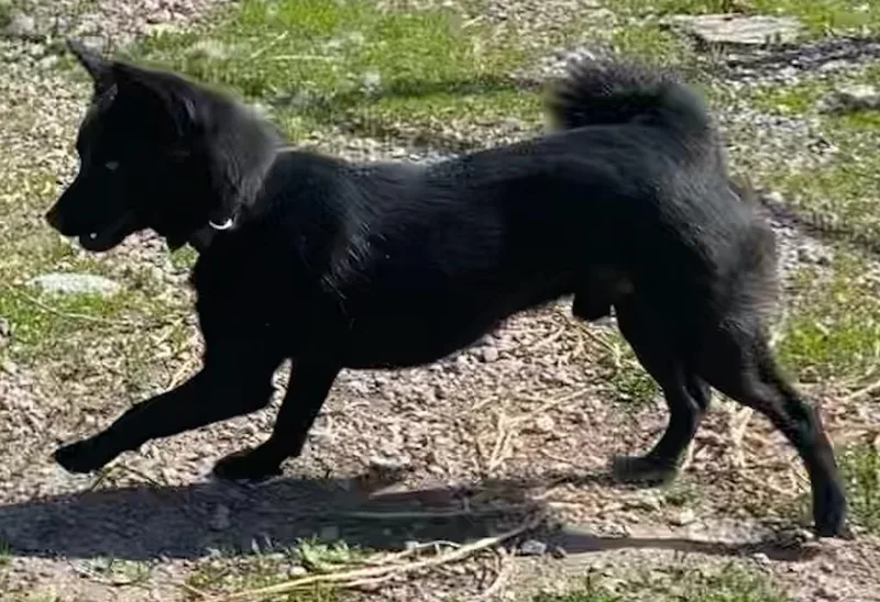 An adult small-sized male Black Schipperke dog named Captain Jack for adoption in Polson, MT