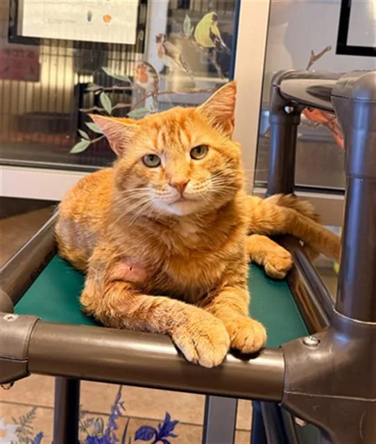A young medium-sized male Domestic Short Hair cat named Joe for adoption in Statesville, NC