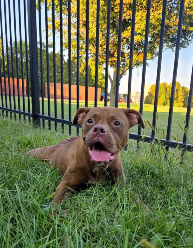 An adult medium-sized female Brown / Chocolate Boxer dog named Belly for adoption in Valparaiso, IN
