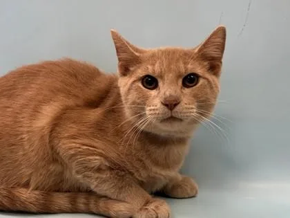 A baby small-sized male Domestic Short Hair cat named Tippy for adoption in Woodbury, MN