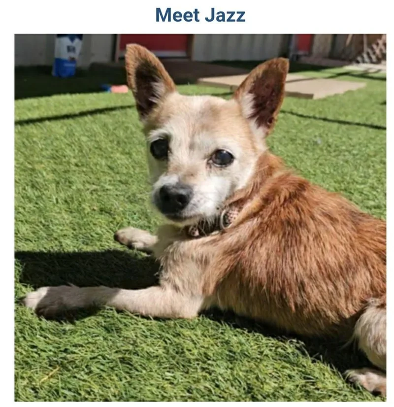 A senior small-sized male Yellow / Tan / Blond / Fawn Wirehaired Terrier dog named Jazz for adoption in Dyer, IN