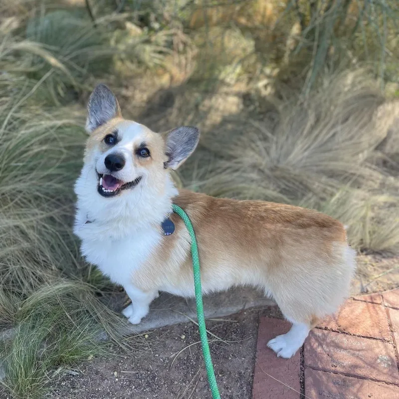 An adult small-sized male Cardigan Welsh Corgi dog named LowRider for adoption in Riverside, CA