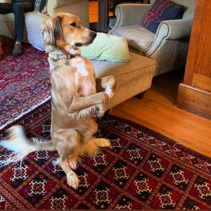 An adult large-sized male English Setter dog named Lincoln for adoption in East China, MI