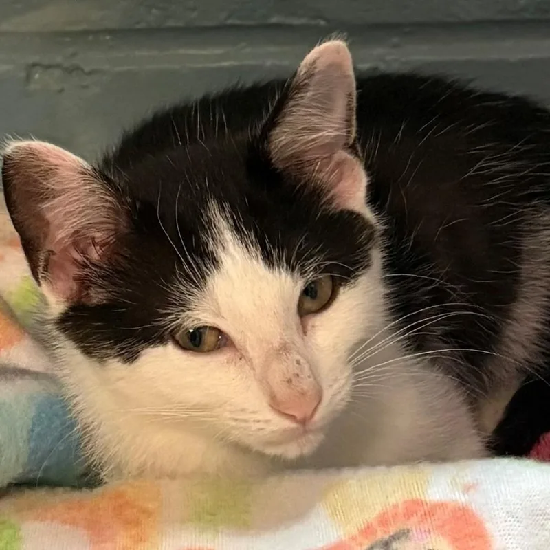 A baby small-sized female White Domestic Short Hair cat named Ruthenium for adoption in East Hanover, NJ