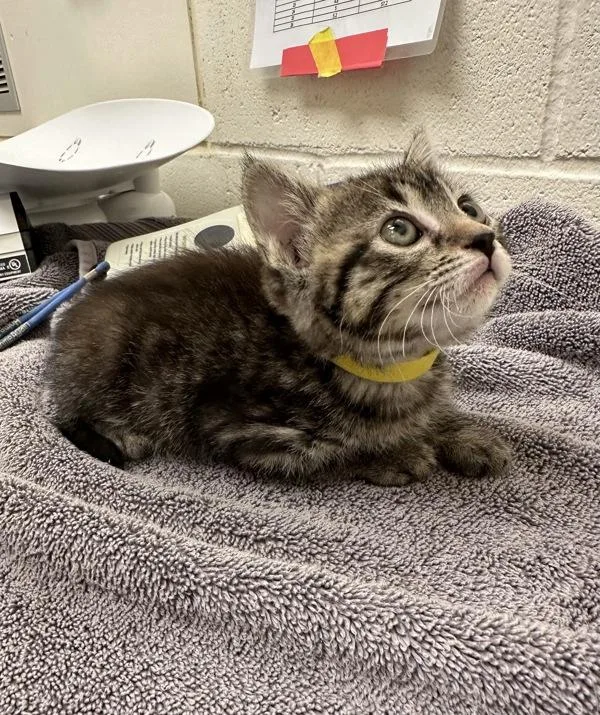 A baby small-sized female Domestic Short Hair cat named Liza for adoption in Santa Rosa, CA
