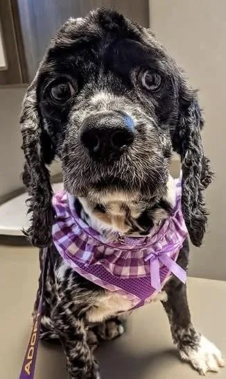 An adult small-sized female Tricolor (Brown, Black, & White) Cocker Spaniel dog named Lucy for adoption in Painesville, OH