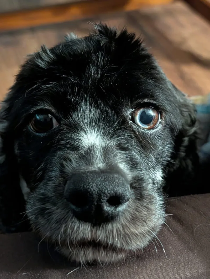 Lucy thumbnail 3