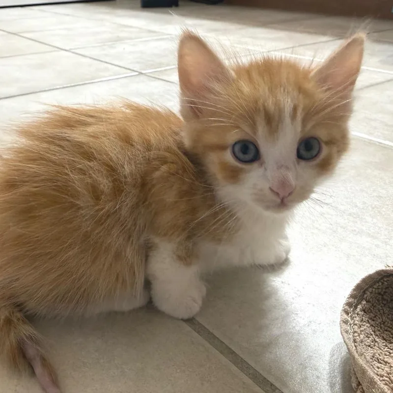 A baby small-sized male Orange / Red Domestic Short Hair cat named Wormsworth for adoption in Frederick, MD