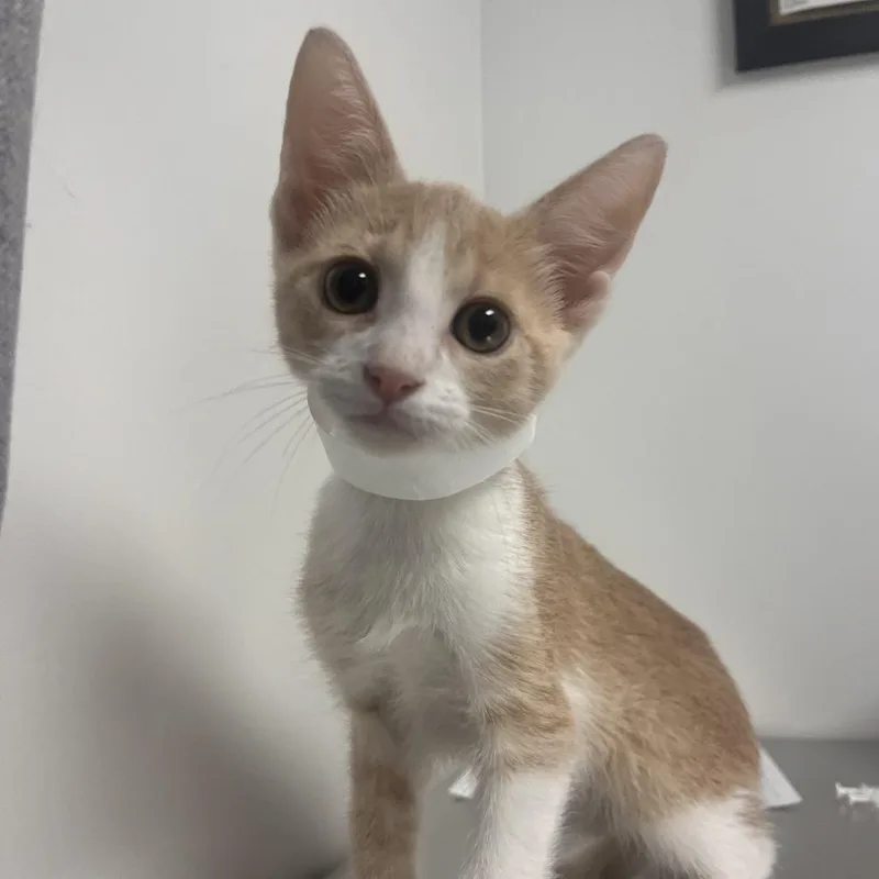 A baby small-sized female White Domestic Short Hair cat named Quinn for adoption in Hattiesburg, MS
