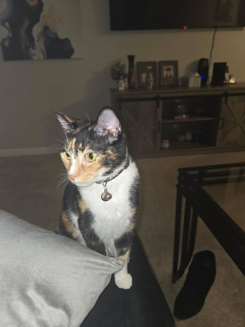 Princess thumbnail 2