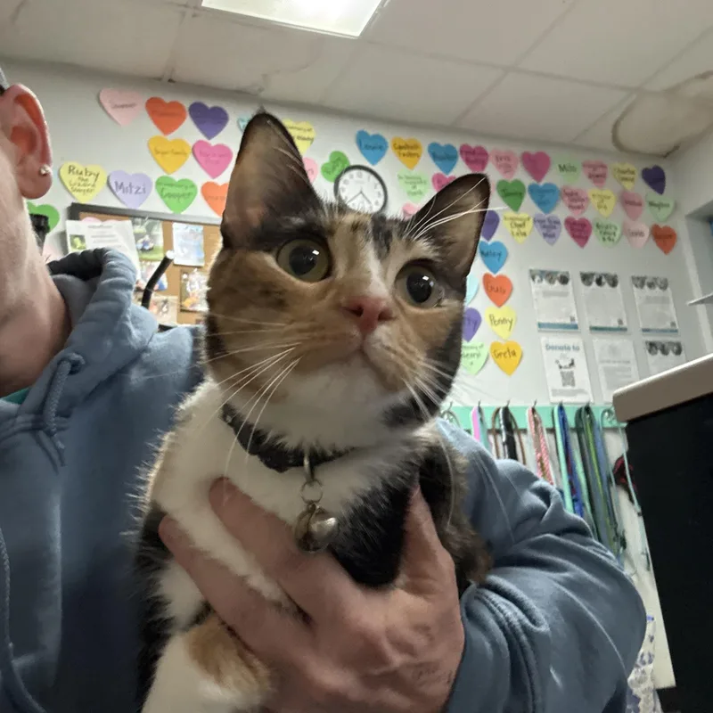 Princess thumbnail 3