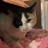 An adult medium-sized female Calico Domestic Short Hair cat named Penelope for adoption in Hilliard, OH