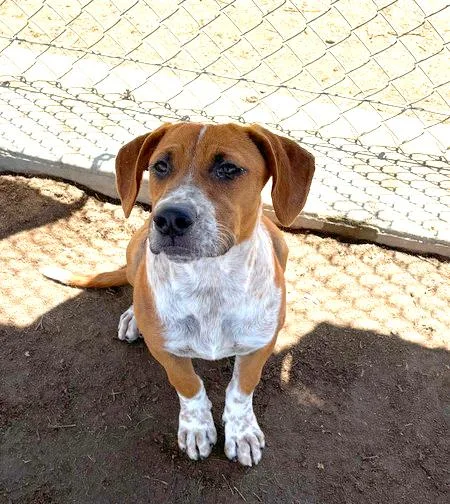 A young medium-sized male Brown / Chocolate English Coonhound dog named Portobello  URGENT for adoption in Thousand Oaks, CA