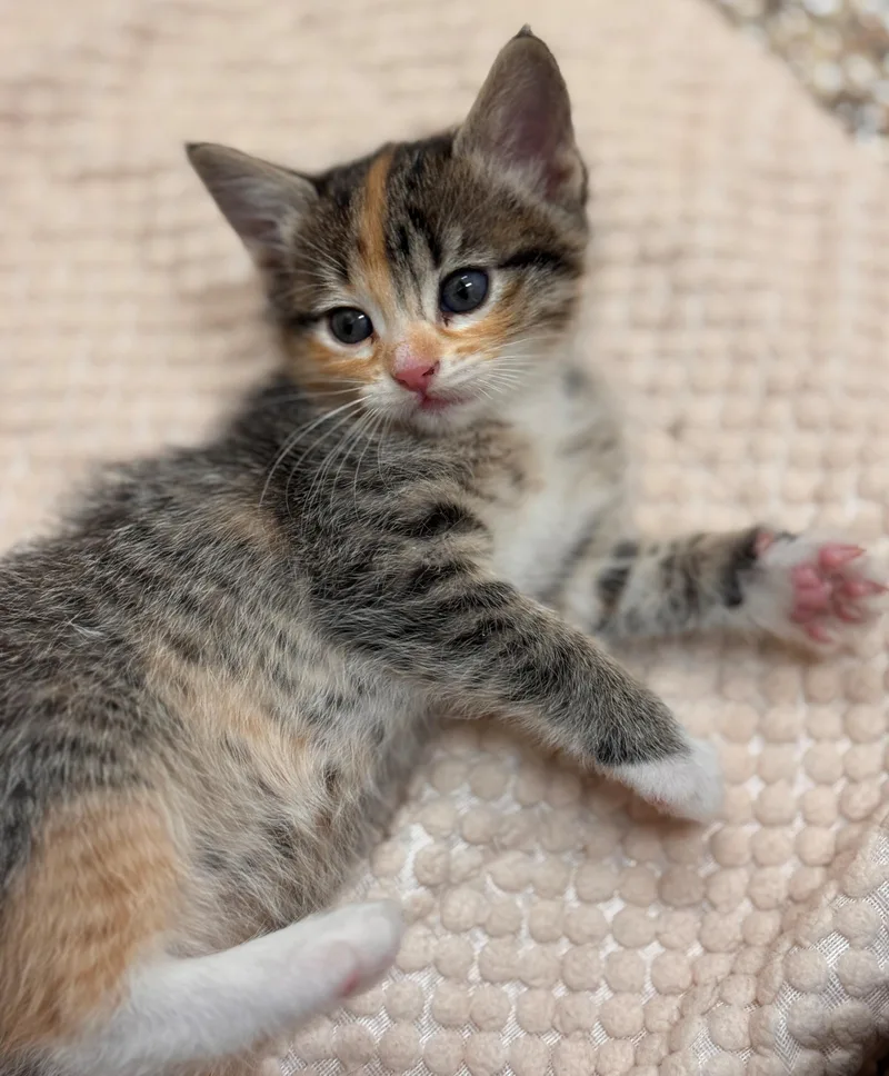 A baby small-sized female Calico Domestic Short Hair cat named Chika for adoption in Hackensack, MN